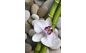 изображение на столешнице: орхидея белая